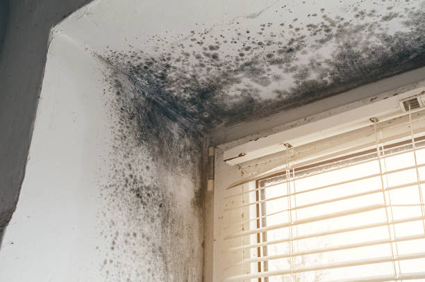 Trusted Commercial Mold Remediation service in Coburn, PA - Cheap Mold Removal