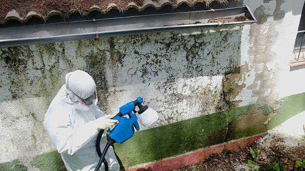 Trusted Basement Mold Remediation service in Coburn, PA - Cheap Mold Removal